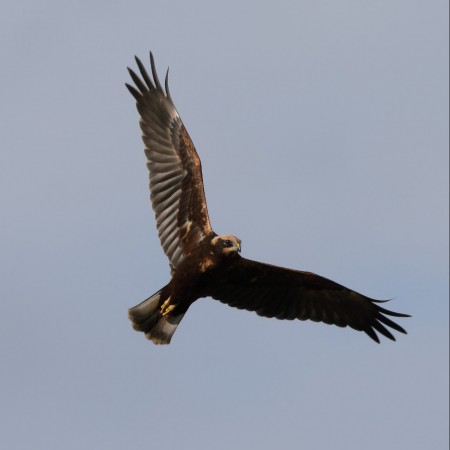 Brun kärrhök Foto: Sven-Olof Martinsson